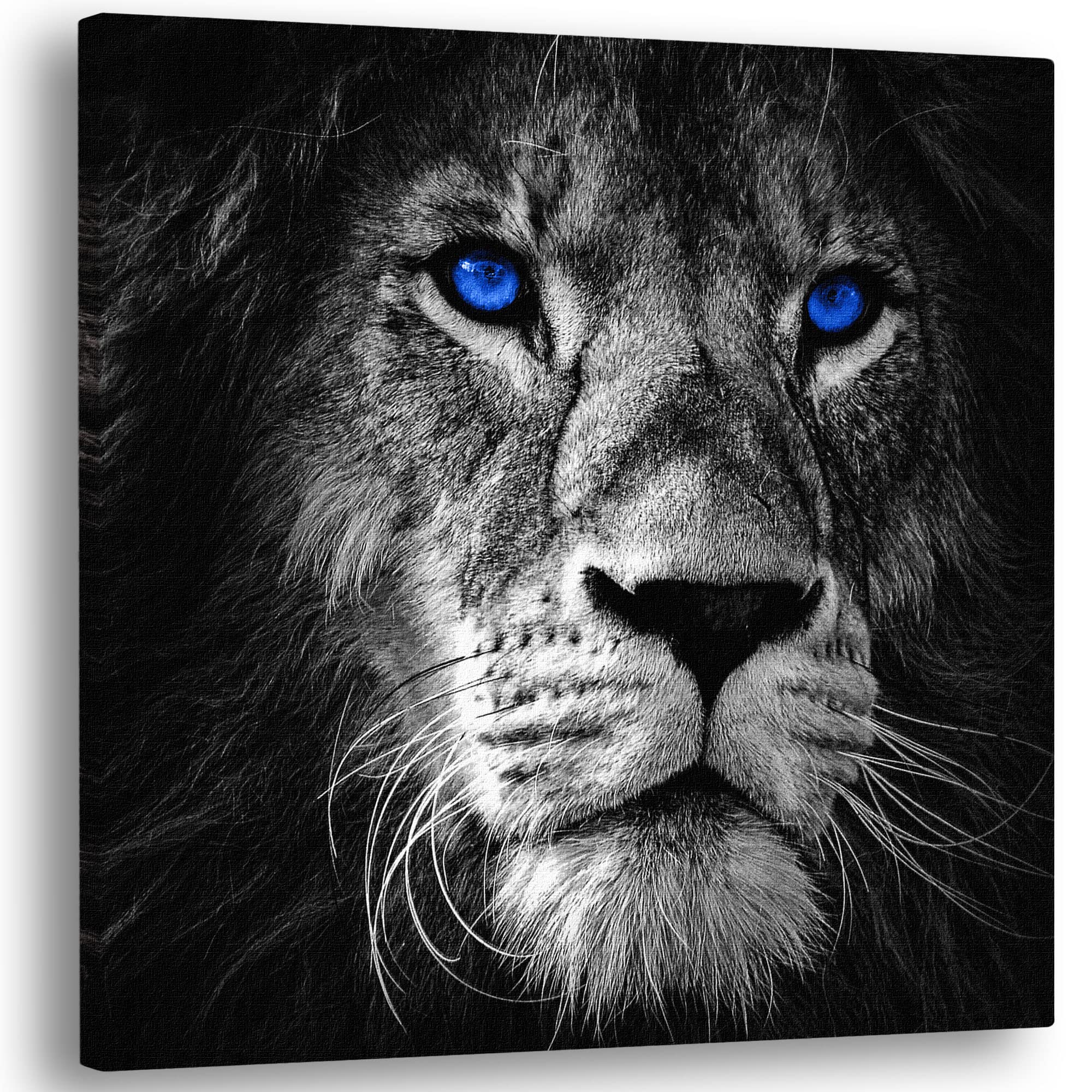 Black and white image of a lion's head with sapphire blue eyes to introduce the 'Animal Art' collection