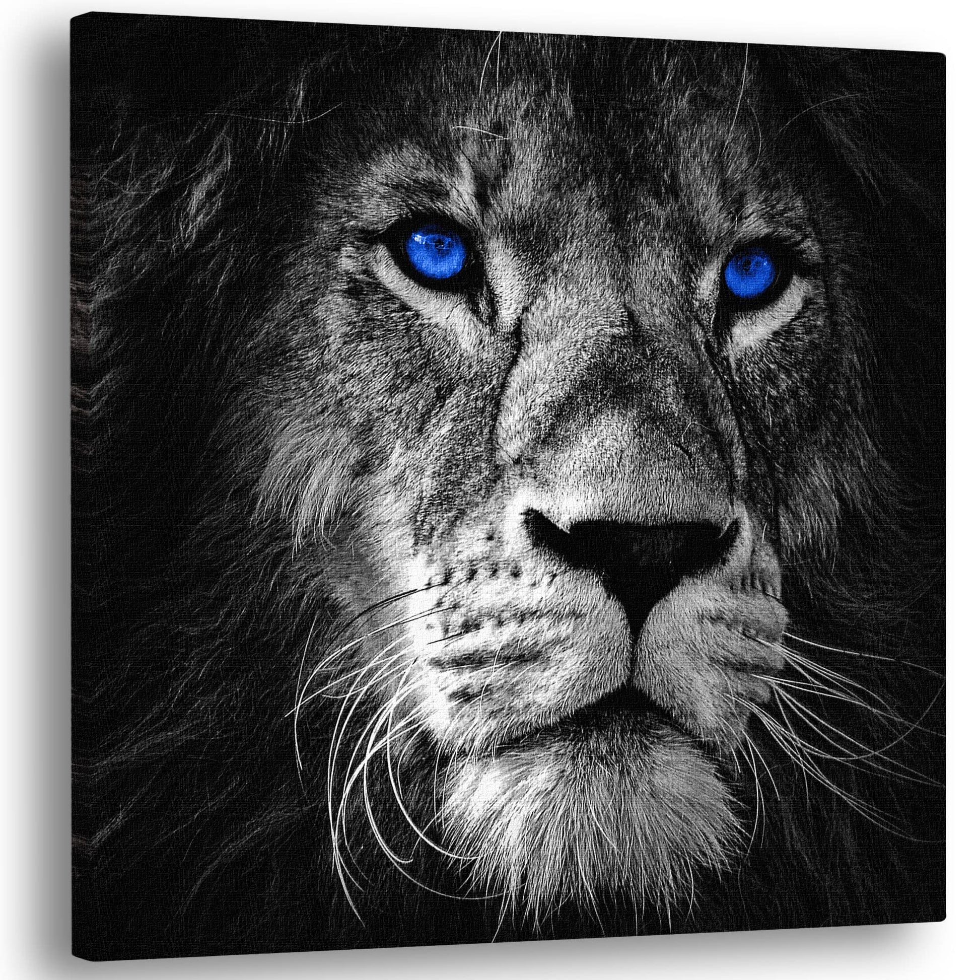 Close-up black and white lion face with striking bright blue eyes printed on square canvas wall art