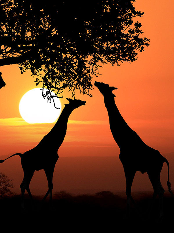 Two giraffes silhouetted against an orange sunset, reaching up to eat leaves from a tree branch.